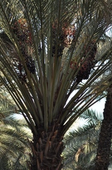 Phoenix dactylifera