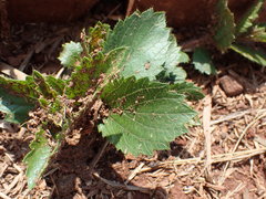 Acalypha angustata
