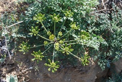 Lomatium insulare