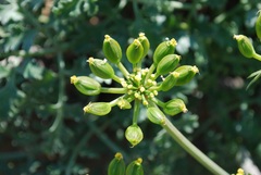 Lomatium insulare