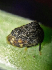Membracinae