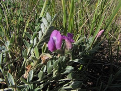 Oxytropis bracteata
