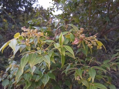 Vaccinium bracteatum