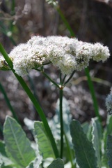 Eriogonum grande timorum