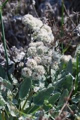 Eriogonum grande timorum