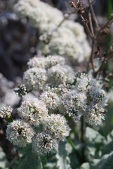 Eriogonum grande timorum