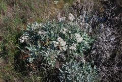 Eriogonum grande timorum