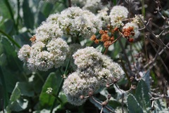 Eriogonum grande timorum