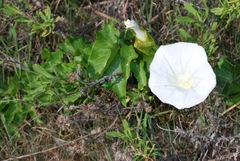 Calystegia macrostegia ssp. amplissima