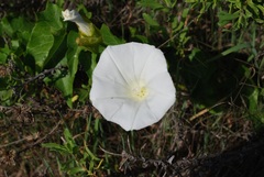 Calystegia macrostegia amplissima