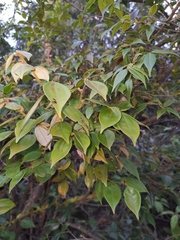 Rhododendron ovatum