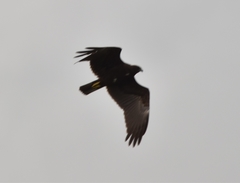 Circus aeruginosus aeruginosus