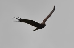 Circus aeruginosus aeruginosus