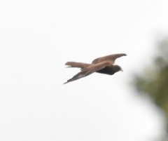 Circus aeruginosus aeruginosus