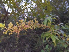 Vaccinium bracteatum