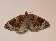 Eulithis prunata