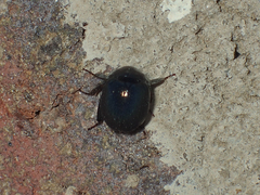 Germarostes globosus