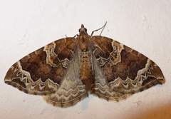 Eulithis prunata