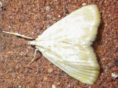 Glaphyria glaphyralis