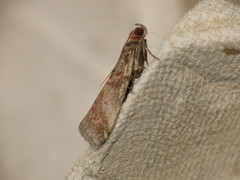 Acrobasis advenella