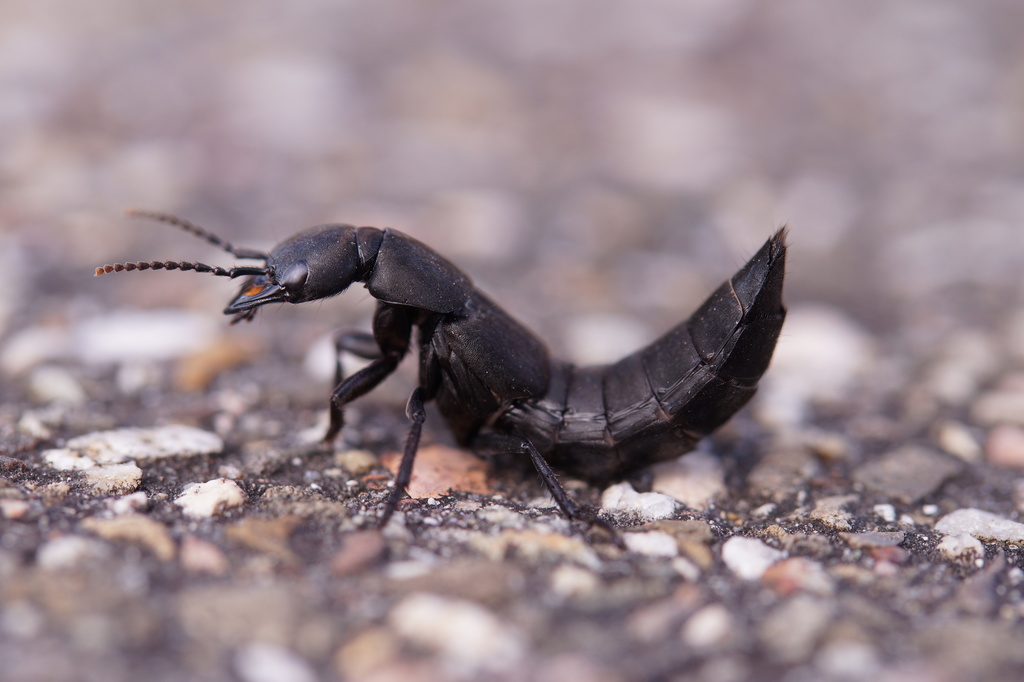 Devil's Coach Horse Beetle (Insects of Jaén, AN, ES) · iNaturalist