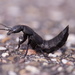 Devil's Coach Horse Beetle - Photo (c) Corinna Herr, some rights reserved (CC BY-NC), uploaded by Corinna Herr