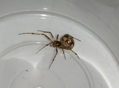 Steatoda triangulosa