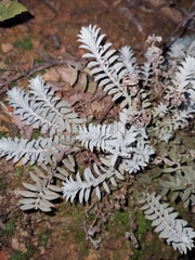 Monochasma savatieri