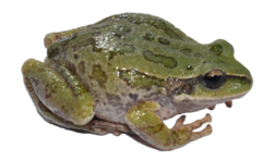 Common Marsupial Frog photo 2