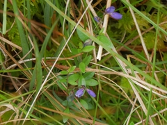 Polygala serpyllifolia