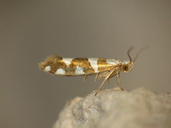 Argyresthia brockeella