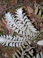 Monochasma savatieri