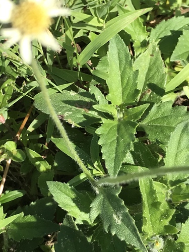 Tridax procumbens image