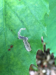 Coptotriche castaneaeella