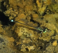Ischnura evansi