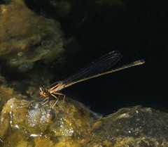 Ischnura evansi