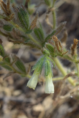 Onosma microcarpa