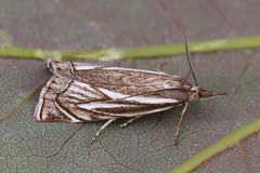Xanthocrambus lucellus
