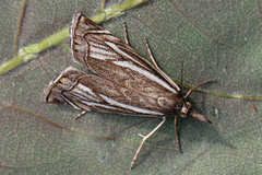 Xanthocrambus lucellus