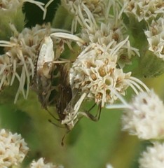 Harmostes fraterculus