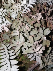 Monochasma savatieri