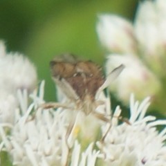 Harmostes fraterculus