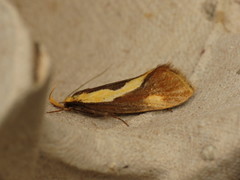 Harpella forficella