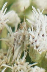 Harmostes fraterculus