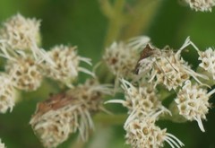 Harmostes fraterculus