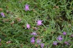 Centaurea × moncktonii