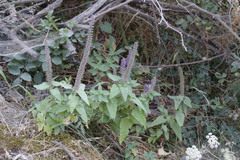 Teucrium hircanicum