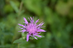 Centaurea × moncktonii