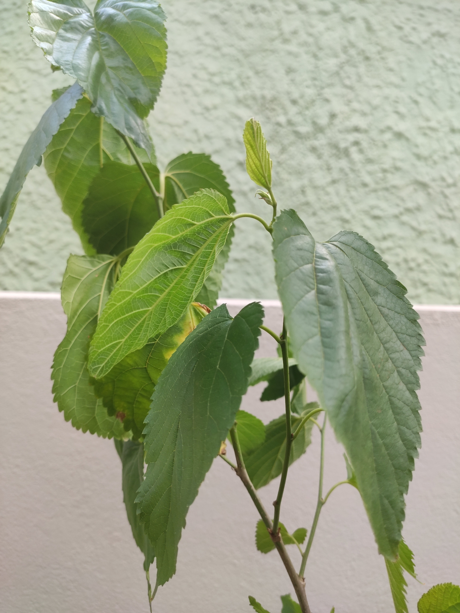 Morus indica