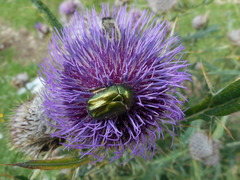 Protaetia cuprea obscura